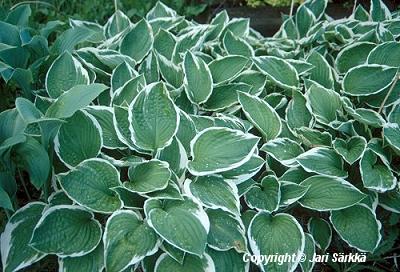  Hosta Fortunei-Ryhm 'Francee'